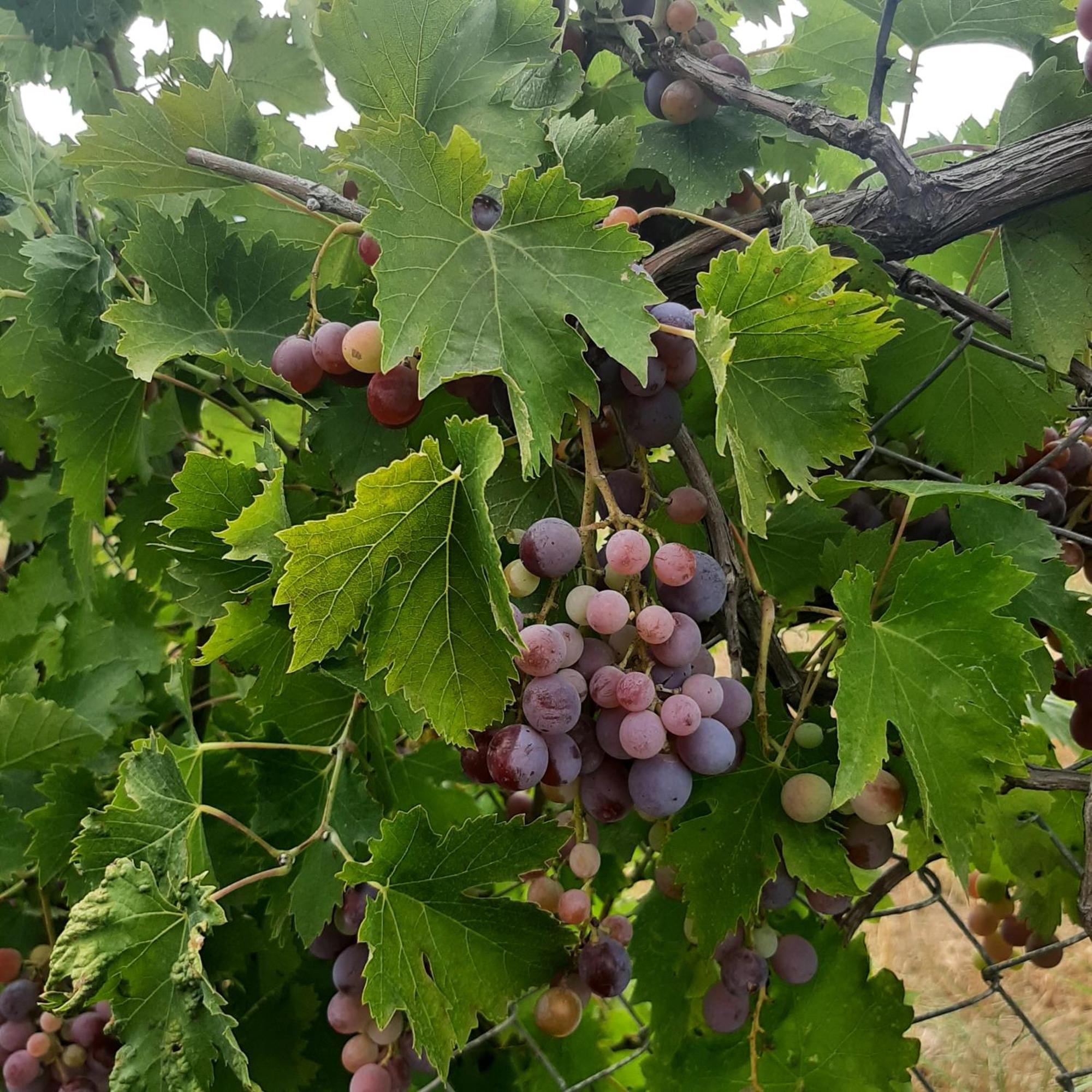 Вилла Αρχοντικό Παπανικολάου Ligaria  Экстерьер фото