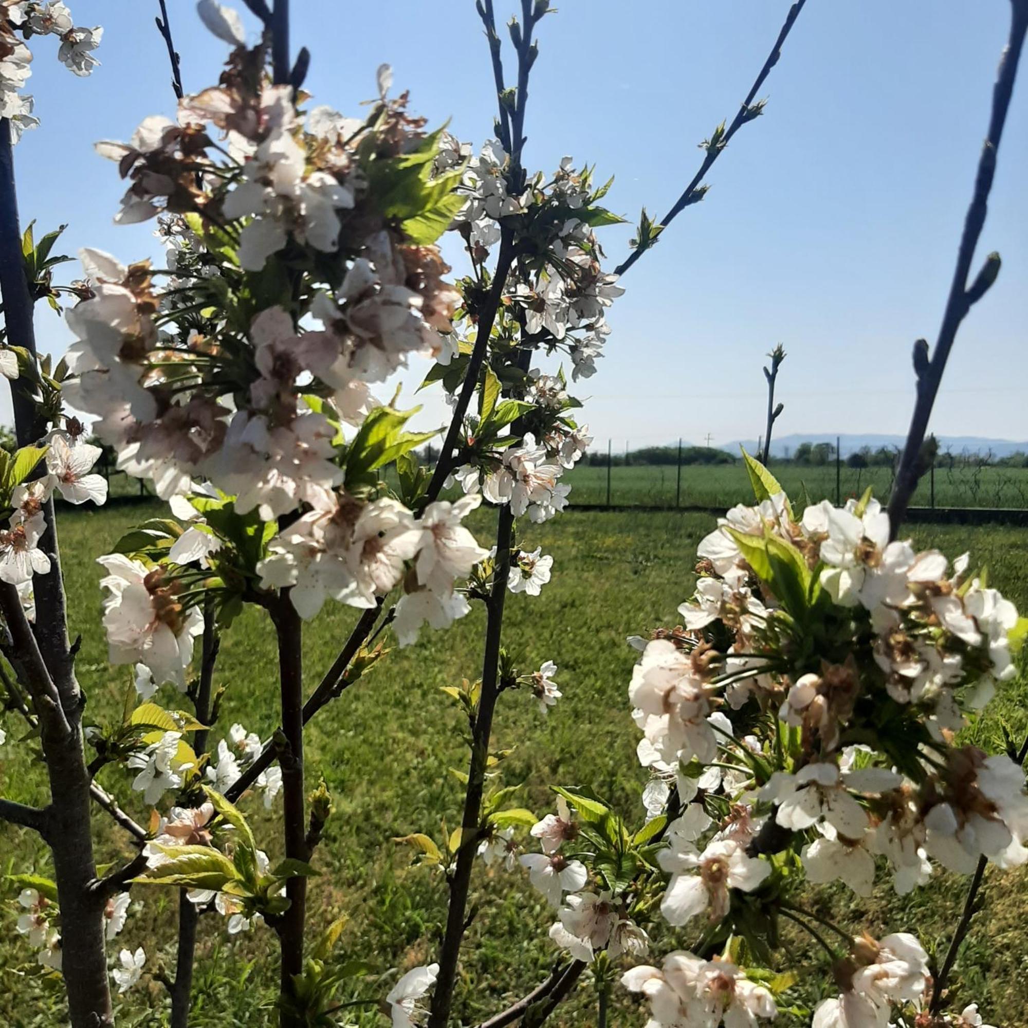 Вилла Αρχοντικό Παπανικολάου Ligaria  Экстерьер фото